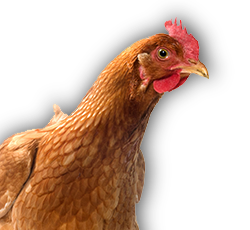 Chicken Feed Supplement